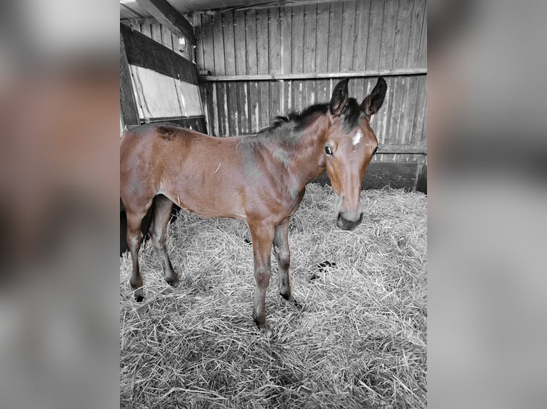 Deutsches Sportpferd Stute 7 Jahre 174 cm Rappe in Kirchheimbolanden