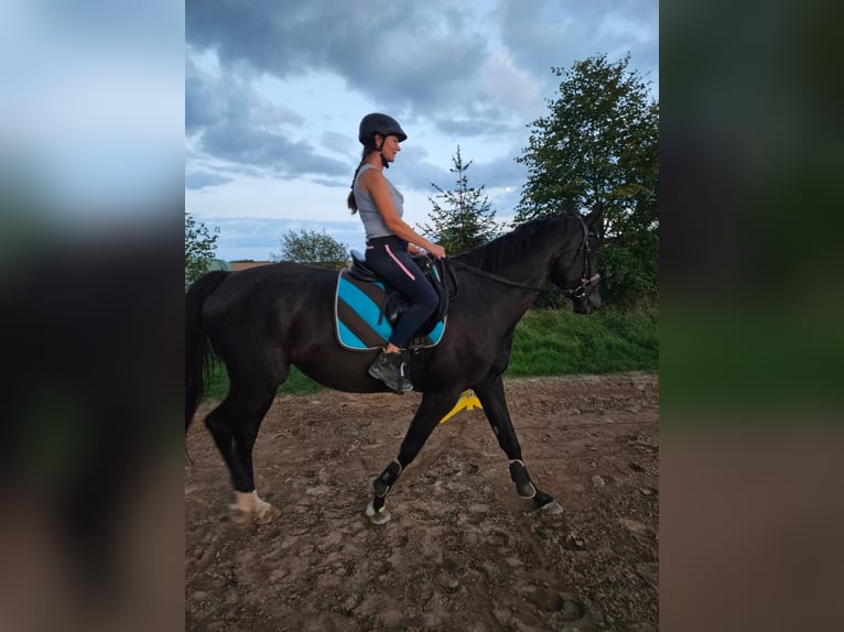 Deutsches Sportpferd Stute 7 Jahre 174 cm Rappe in Kirchheimbolanden