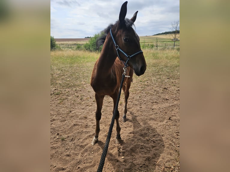 Deutsches Sportpferd Stute 7 Jahre 174 cm Rappe in Kirchheimbolanden