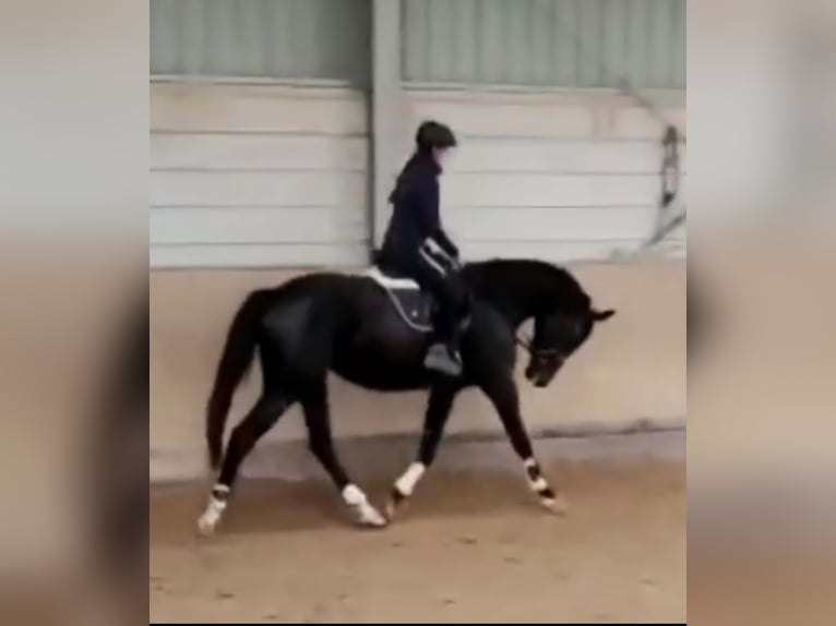 Deutsches Sportpferd Stute 7 Jahre 174 cm Rappe in Kirchheimbolanden