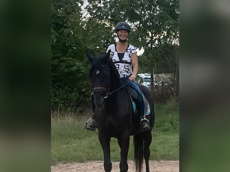 Deutsches Sportpferd Stute 7 Jahre 174 cm Rappe in Kirchheimbolanden
