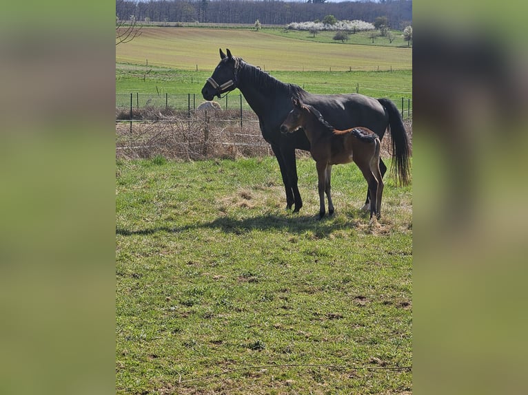 Deutsches Sportpferd Stute 7 Jahre 174 cm Rappe in Kirchheimbolanden