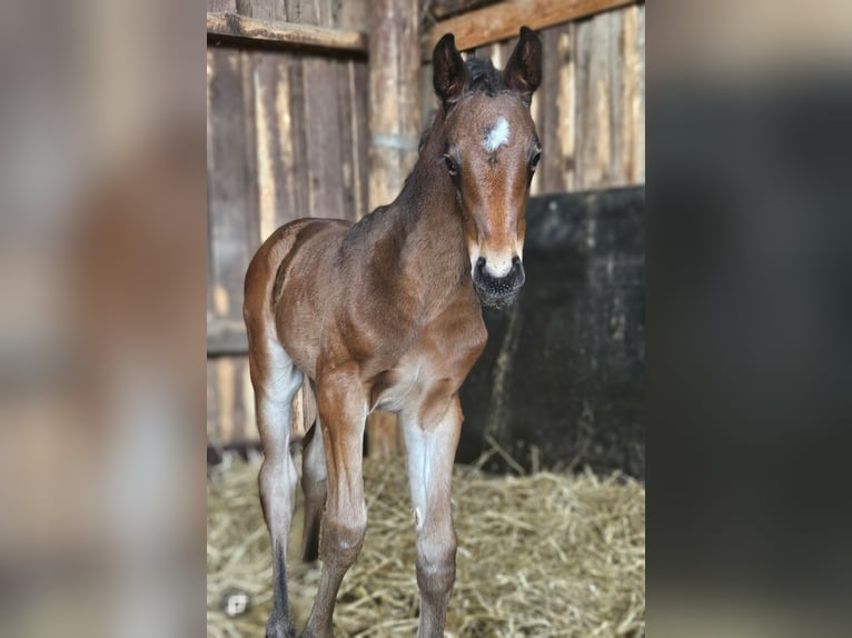Deutsches Sportpferd Stute 7 Jahre 174 cm Rappe in Kirchheimbolanden