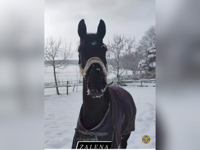 Deutsches Sportpferd Stute 7 Jahre 174 cm Rappe in Kirchheimbolanden