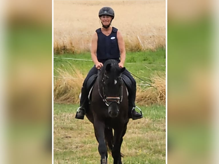 Deutsches Sportpferd Stute 7 Jahre 174 cm Rappe in Kirchheimbolanden