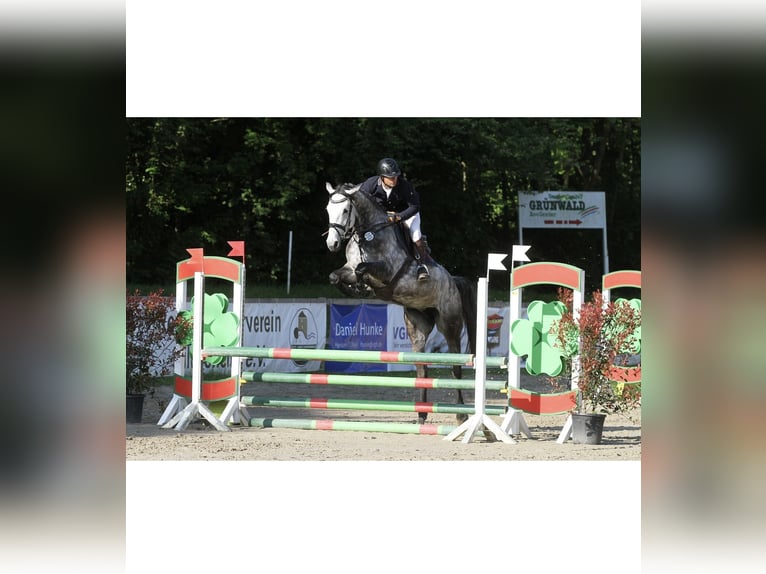 Deutsches Sportpferd Stute 7 Jahre 174 cm Schimmel in Gronau (Leine)Gronau