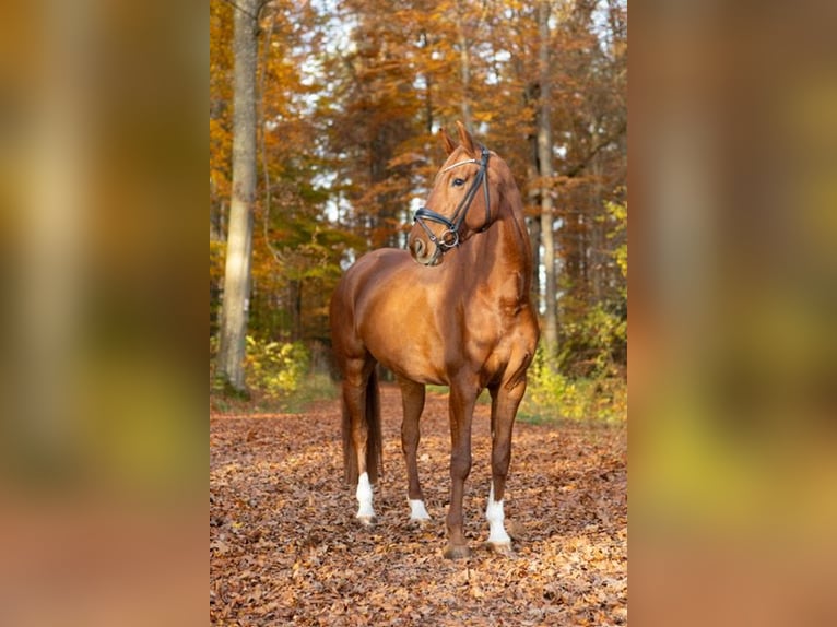 Deutsches Sportpferd Stute 7 Jahre 175 cm Fuchs in Ehningen