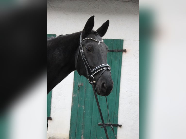 Deutsches Sportpferd Stute 7 Jahre 175 cm Rappe in Rennau