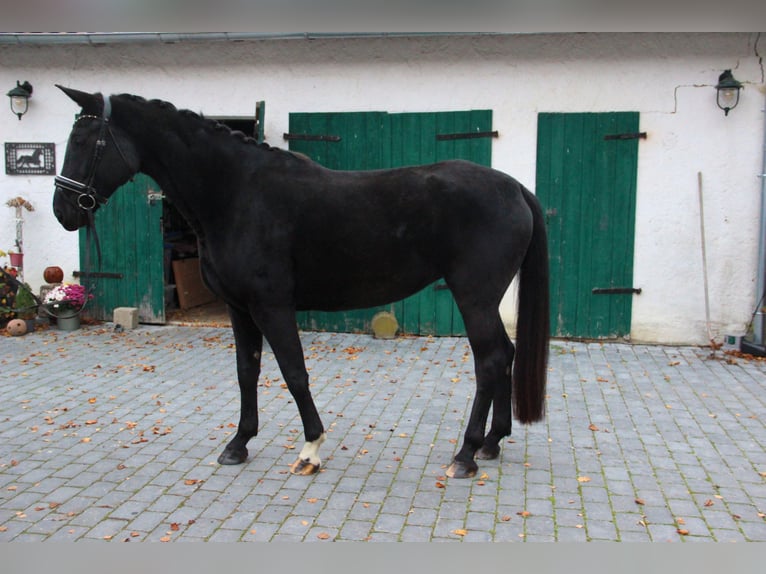 Deutsches Sportpferd Stute 7 Jahre 175 cm Rappe in Rennau