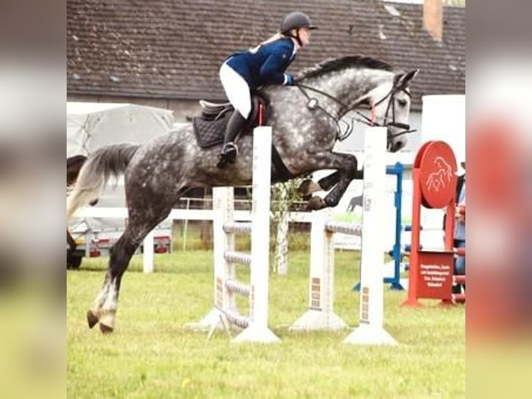 Deutsches Sportpferd Stute 7 Jahre 175 cm Schimmel in Leipzig
