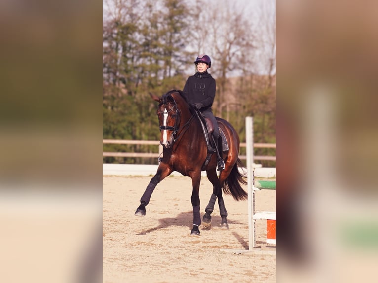 Deutsches Sportpferd Stute 7 Jahre 178 cm Brauner in Wendling