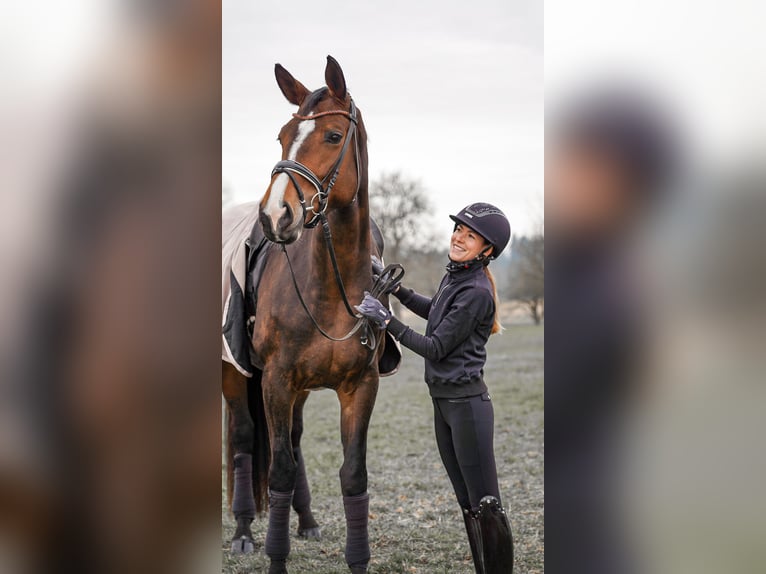 Deutsches Sportpferd Stute 7 Jahre 178 cm Brauner in Wendling