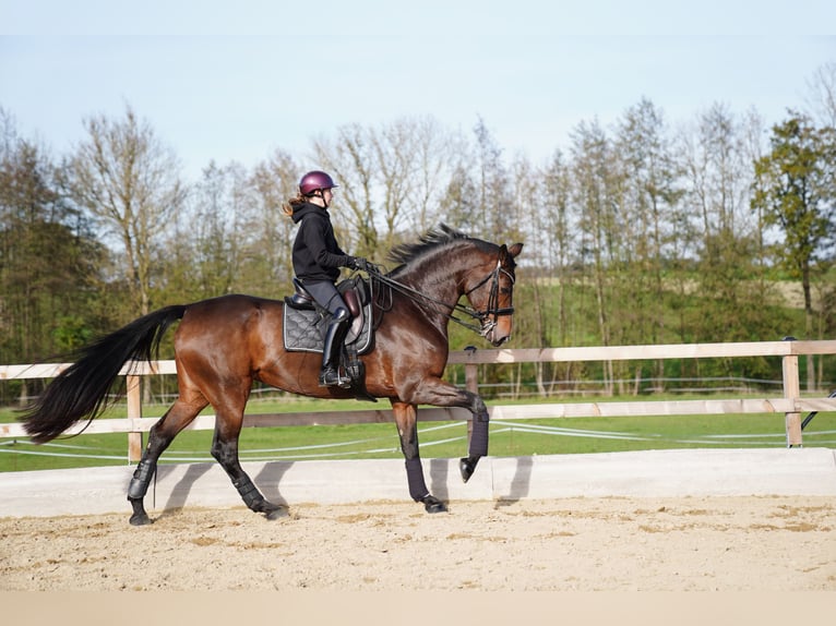 Deutsches Sportpferd Stute 7 Jahre 178 cm Brauner in Wendling