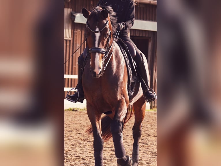 Deutsches Sportpferd Stute 7 Jahre 178 cm Brauner in Wendling