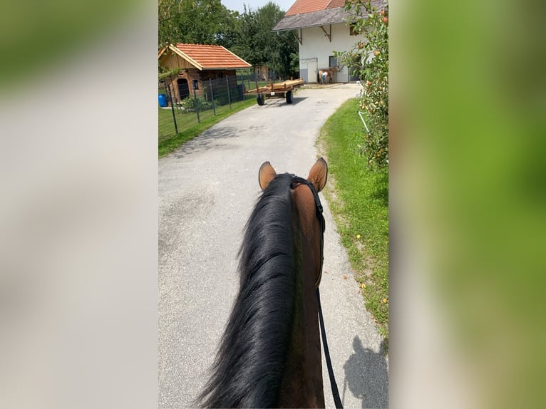 Deutsches Sportpferd Stute 7 Jahre 178 cm Brauner in Wendling