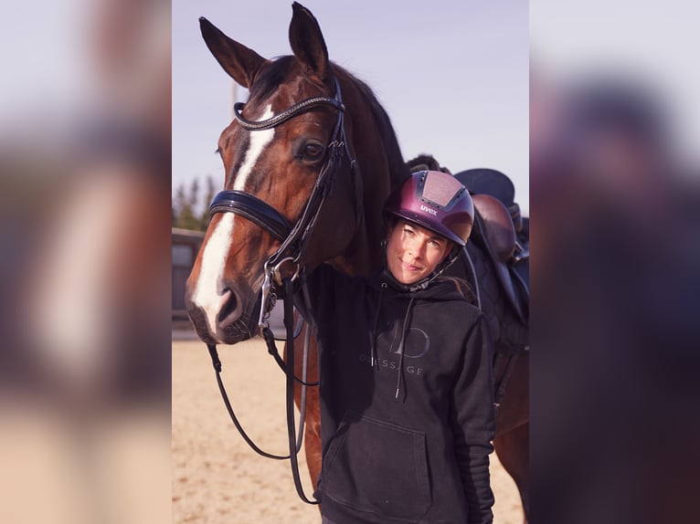 Deutsches Sportpferd Stute 7 Jahre 178 cm Brauner in Wendling