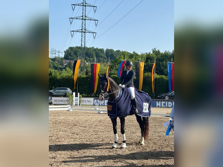 Deutsches Sportpferd Stute 7 Jahre 180 cm Schwarzbrauner in Altenmünster