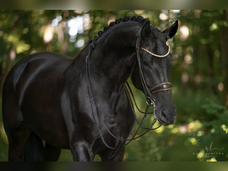 Deutsches Sportpferd Stute 7 Jahre 182 cm Rappe in Wehringen