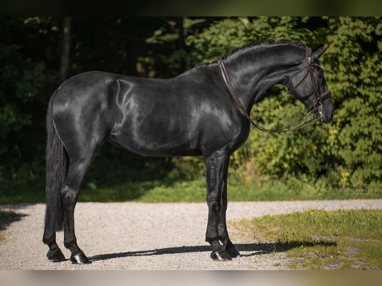Deutsches Sportpferd Stute 7 Jahre 182 cm Rappe in Wehringen