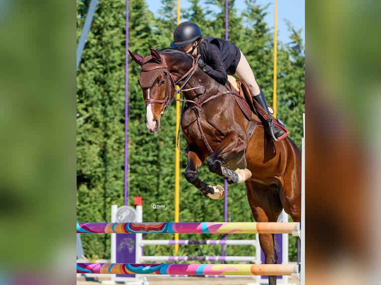 Deutsches Sportpferd Stute 7 Jahre Rotbrauner in Dârza