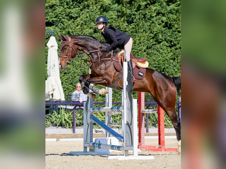 Deutsches Sportpferd Stute 7 Jahre Rotbrauner in Dârza