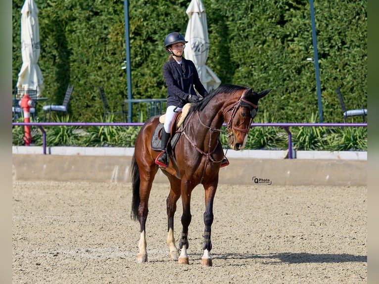 Deutsches Sportpferd Stute 7 Jahre Rotbrauner in Dârza