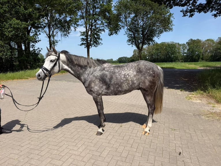 Deutsches Sportpferd Mix Stute 8 Jahre 147 cm Schimmel in Lohne (Oldenburg)