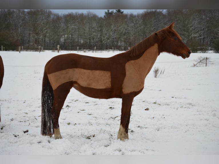 Deutsches Sportpferd Stute 8 Jahre 155 cm Fuchs in Loxstedt