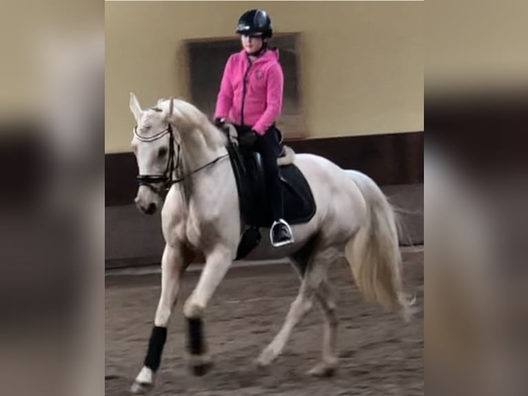 Deutsches Sportpferd Stute 8 Jahre 155 cm Palomino in Kamp-Lintfort