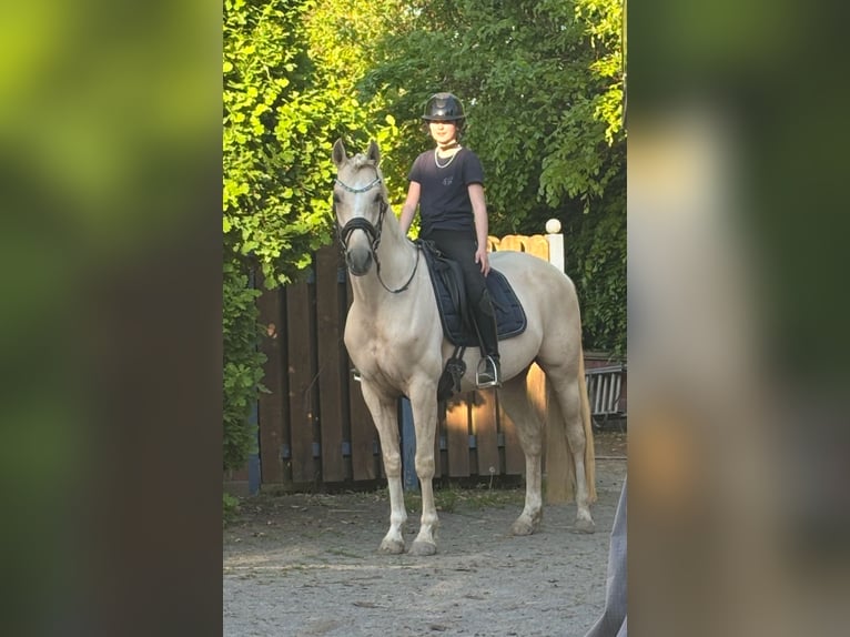 Deutsches Sportpferd Stute 8 Jahre 155 cm Palomino in Kamp-Lintfort
