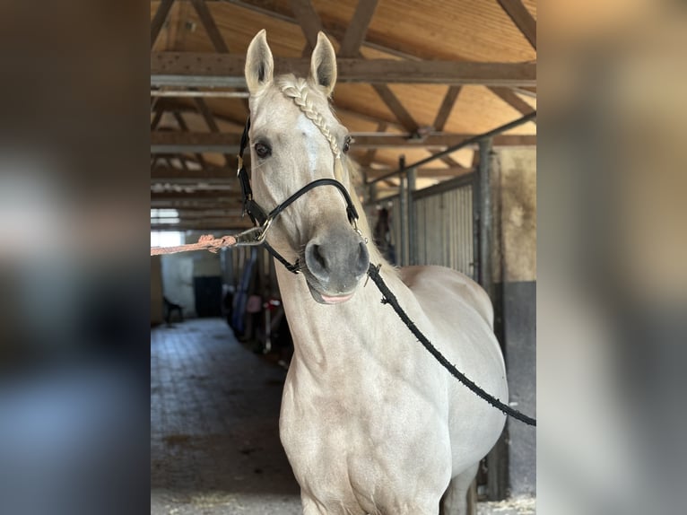 Deutsches Sportpferd Stute 8 Jahre 155 cm Palomino in Kamp-Lintfort