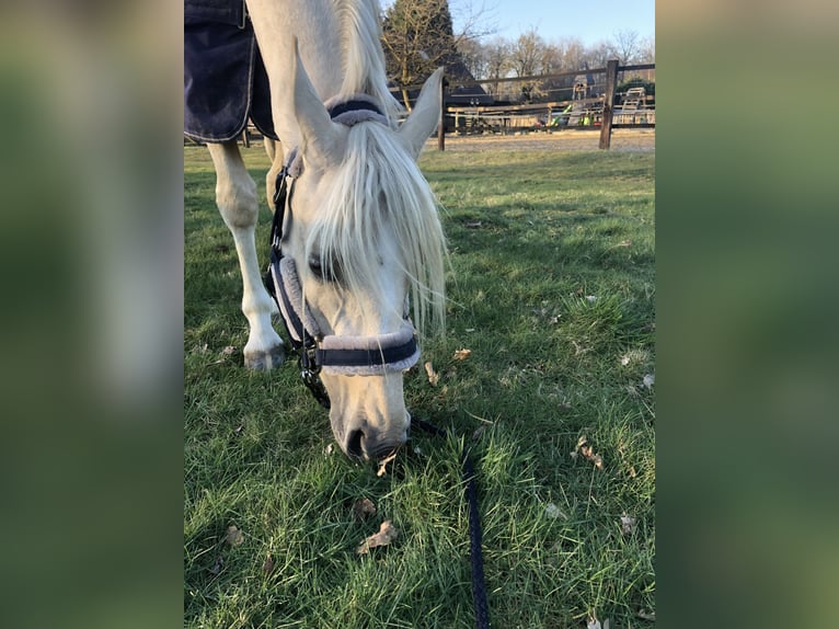 Deutsches Sportpferd Stute 8 Jahre 155 cm Palomino in Kamp-Lintfort
