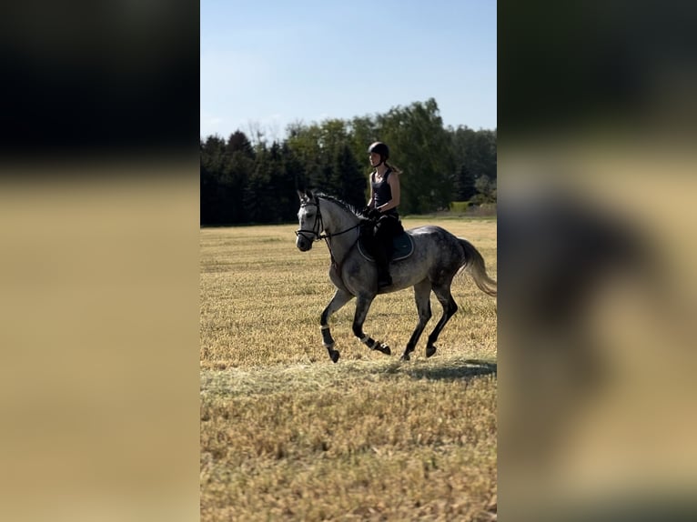 Deutsches Sportpferd Stute 8 Jahre 158 cm Fliegenschimmel in Bernau