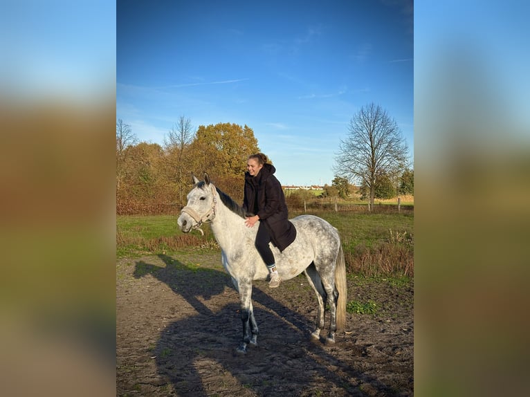 Deutsches Sportpferd Stute 8 Jahre 158 cm Fliegenschimmel in Bernau
