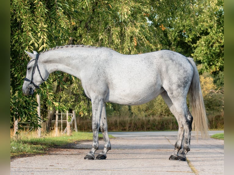 Deutsches Sportpferd Stute 8 Jahre 158 cm Fliegenschimmel in Bernau