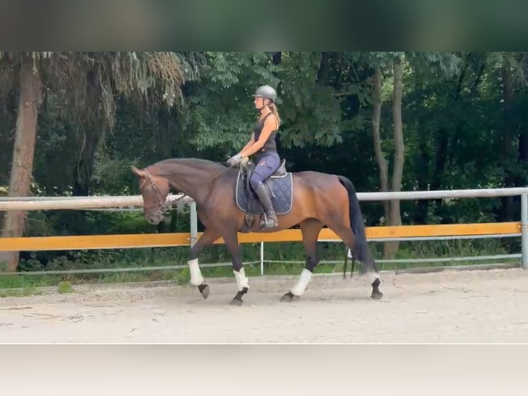 Deutsches Sportpferd Stute 8 Jahre 160 cm Brauner in NagelNagel