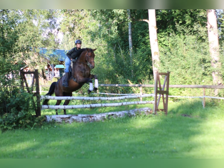 Deutsches Sportpferd Stute 8 Jahre 160 cm Brauner in NagelNagel