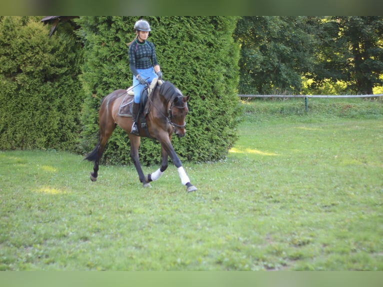 Deutsches Sportpferd Stute 8 Jahre 160 cm Brauner in NagelNagel