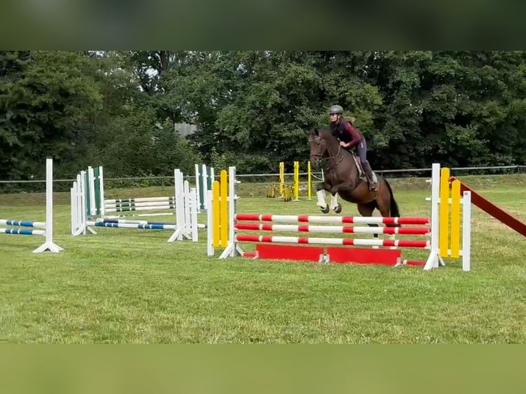 Deutsches Sportpferd Stute 8 Jahre 160 cm Brauner in NagelNagel