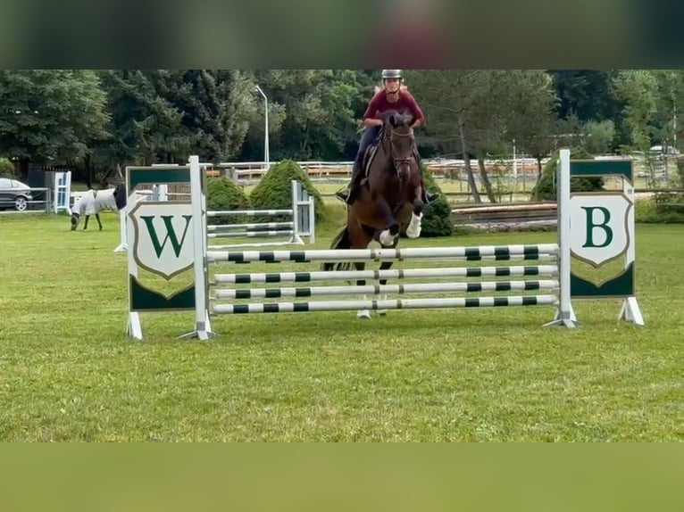 Deutsches Sportpferd Stute 8 Jahre 160 cm Brauner in NagelNagel