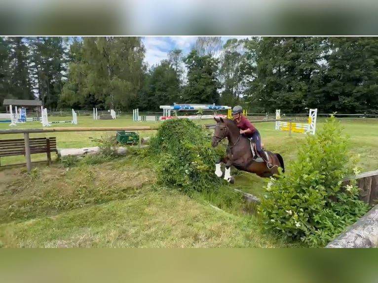 Deutsches Sportpferd Stute 8 Jahre 160 cm Brauner in NagelNagel