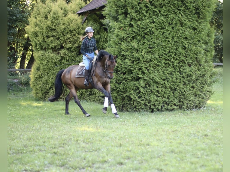 Deutsches Sportpferd Stute 8 Jahre 160 cm Brauner in NagelNagel
