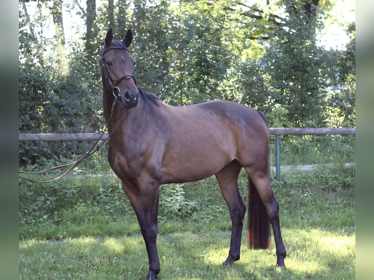 Deutsches Sportpferd Stute 8 Jahre 160 cm Brauner in NagelNagel