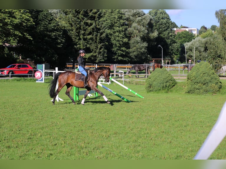 Deutsches Sportpferd Stute 8 Jahre 160 cm Brauner in NagelNagel