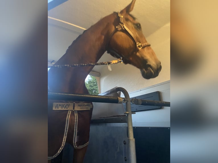 Deutsches Sportpferd Stute 8 Jahre 160 cm Brauner in Bad Frankenhausen