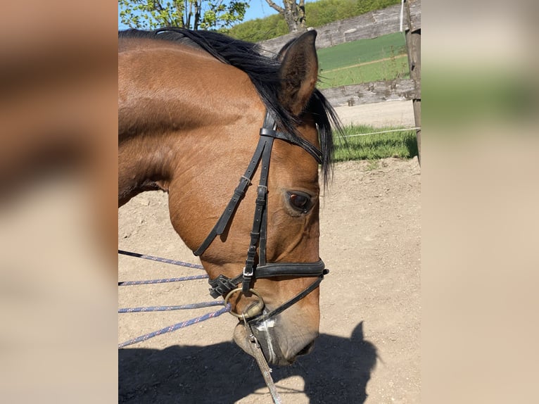 Deutsches Sportpferd Stute 8 Jahre 160 cm Brauner in Bad Frankenhausen