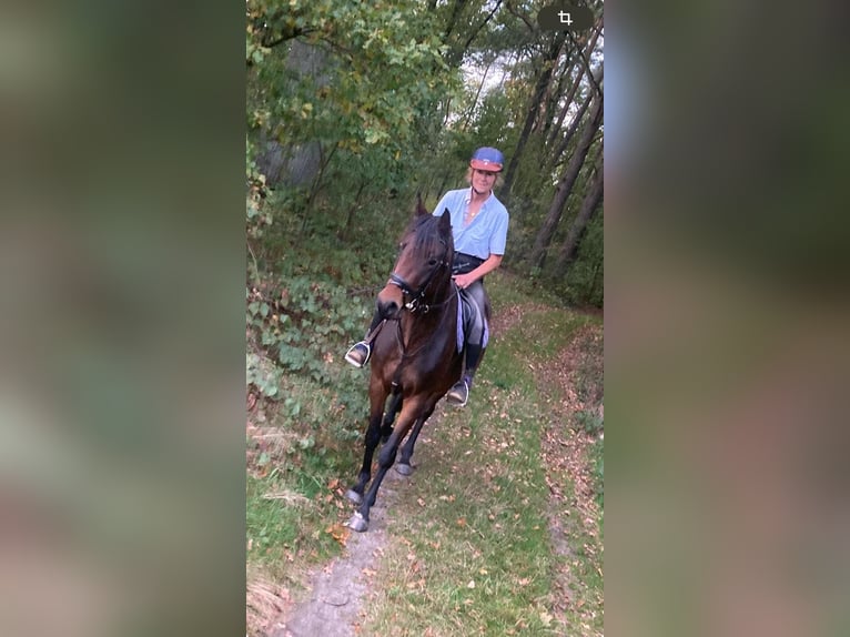 Deutsches Sportpferd Stute 8 Jahre 160 cm Brauner in Bergen