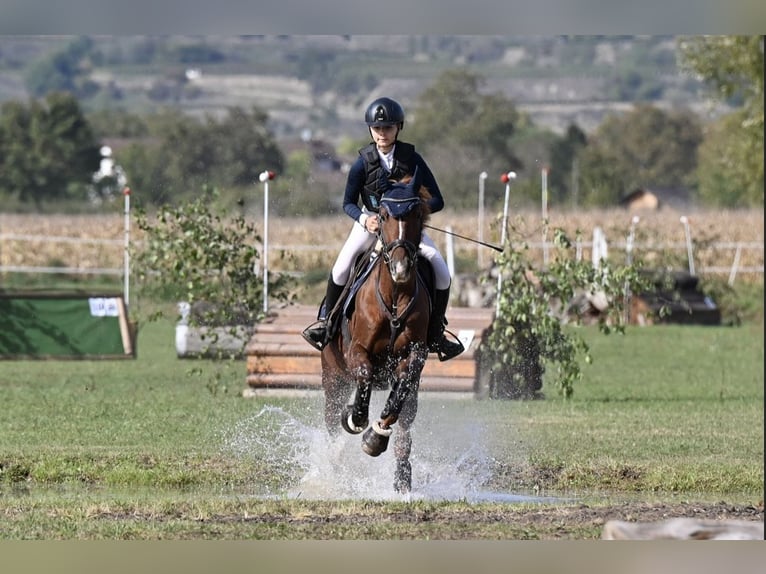 Deutsches Sportpferd Stute 8 Jahre 160 cm Dunkelfuchs in Offenburg