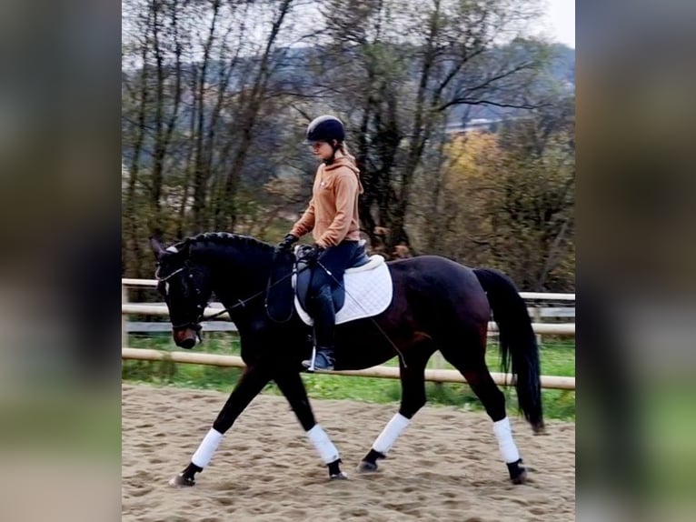 Deutsches Sportpferd Stute 8 Jahre 162 cm Dunkelbrauner in Gummern