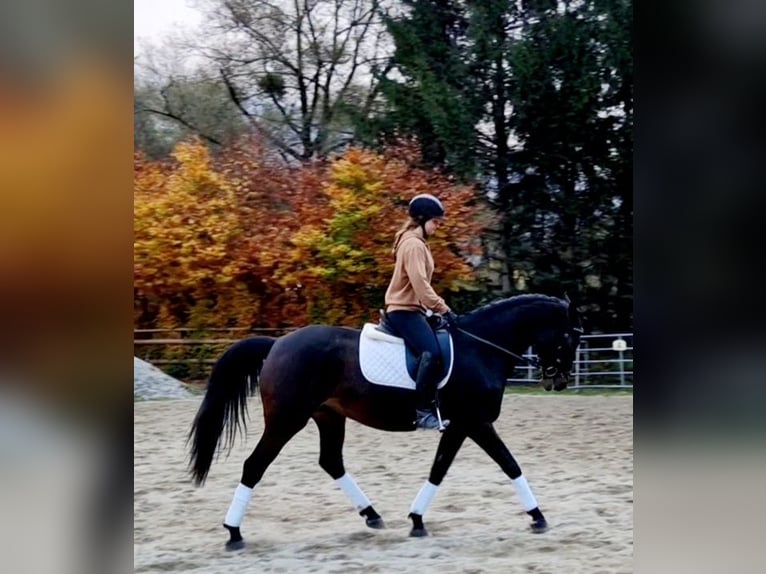 Deutsches Sportpferd Stute 8 Jahre 162 cm Dunkelbrauner in Gummern